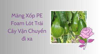 Màng Xốp PE Foam Lót Trái Cây Vận Chuyển đi xa
